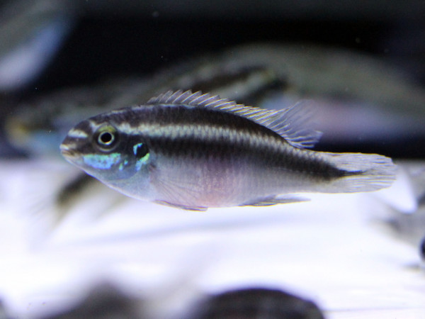 Pelvicachromis sacrimontis - Roter Königsbuntbarsch