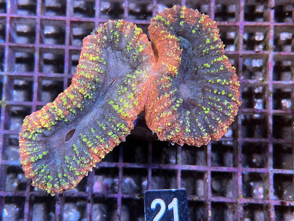 Lobophyllia spec. - Hirnkoralle ultra (21)