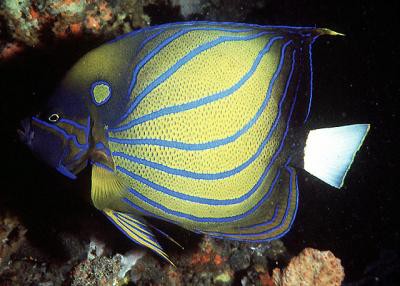 Pomacanthus annularis - Ringkaiser juvenile