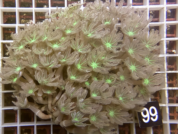 Clavularia spec. - Stolonifera, green (99)