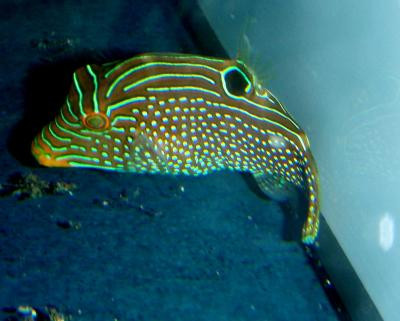 Canthigaster solandri - Augenfleck-Spitzkopfkugelfisch