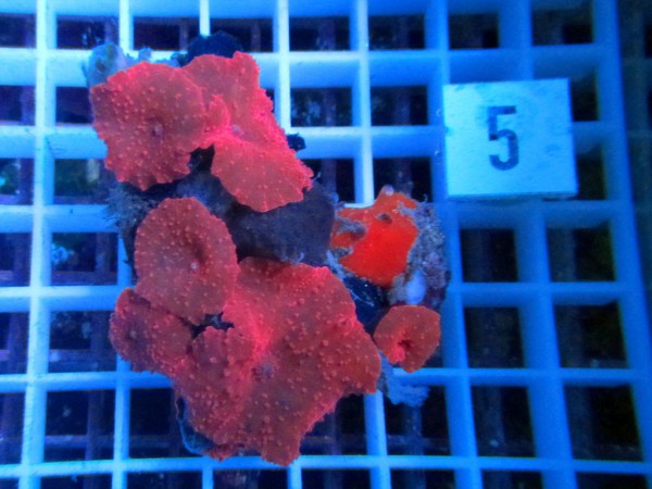 Discosoma spec. rot (5)