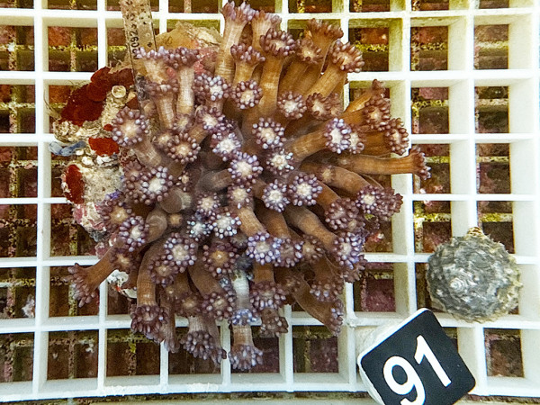 Goniopora spec. purple (91)