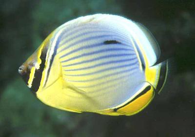 Chaetodon trifasciatus - Rippelstreifen-Falterfisch