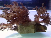 Xenia spec. - Xenia, Nachzucht Xenia spec. - Xenia, Nachzucht