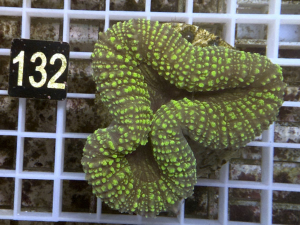Lobophyllia spec. - Hirnkoralle ultra (132)