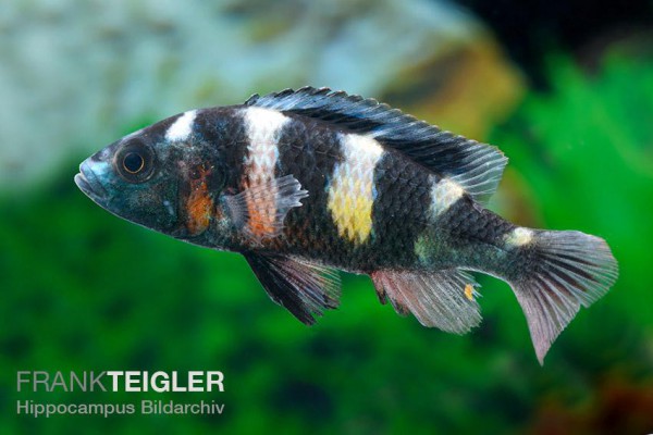 Astatotilapia latifasciata - Zebra Obliquidens