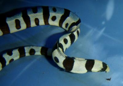 Myrichthys colubrinus - geringelter Schlangenaal