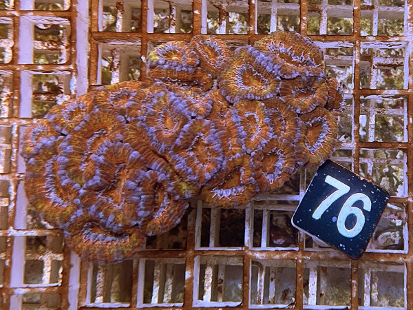 Acanthastrea spec. ultra (76)