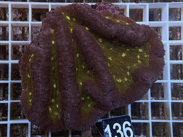 Symphyllia spec. (136)