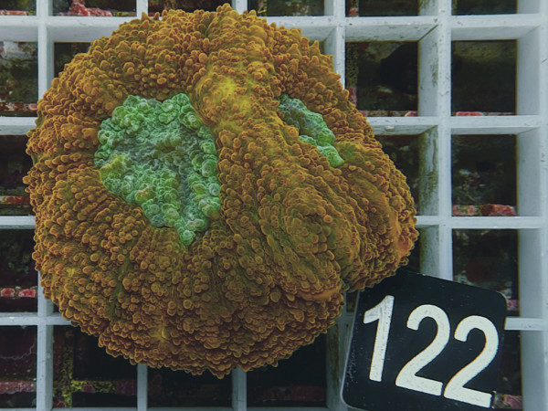 Lobophyllia spec. - Hirnkoralle ultra (122)