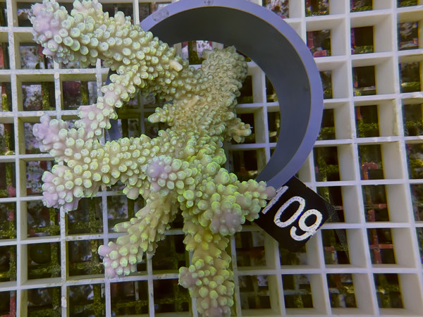 Acropora sp. ultra (109)