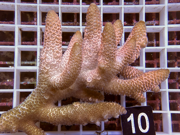Acropora sp. ultra (10)