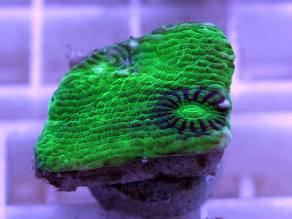 Echinophyllia spec. Frag (30)