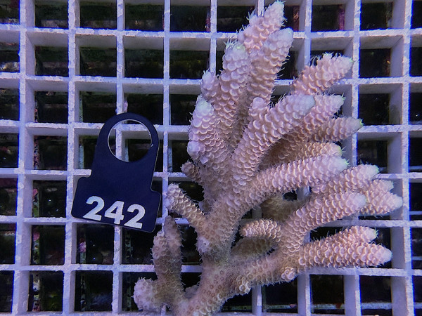 Acropora sp. ultra (242)