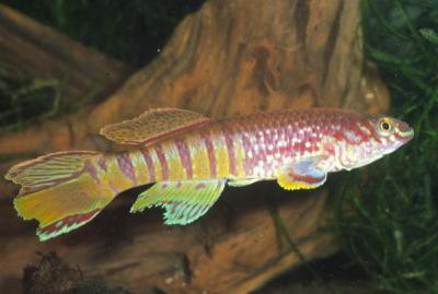 Fundulopanchax sjoestedti - Blauer Prachtkärpfling