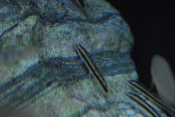 Ambastaia nigrolineata - Schwarzstreifenschmerle (Botia nigrolineata)