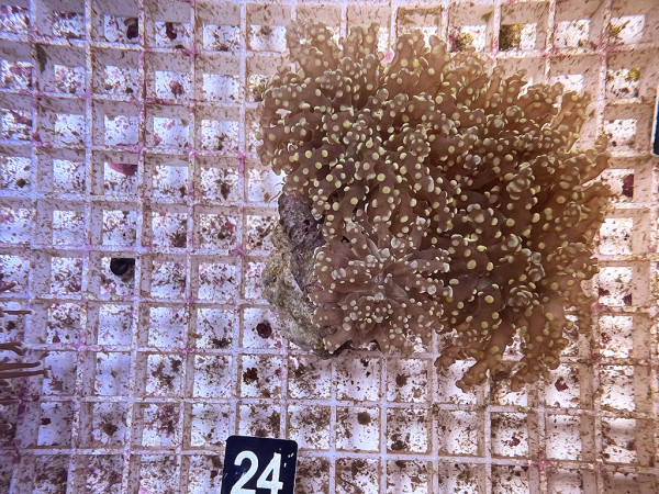 Euphyllia yaeyamaensis gold (24)
