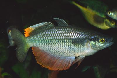 Melanotaenia irianjaya - Irian Jaya Regenbogenfisch
