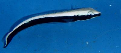 Malacanthus latovittatus - Blaukopf-Torpedobarsch, juv