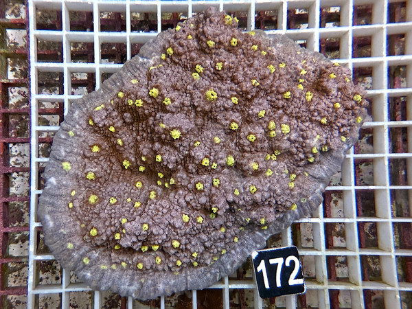Echinophyllia spec. - Chalice (172)