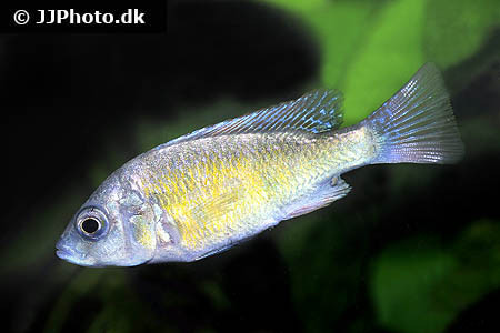Haplochromis sp. - CH44 4-5 cm