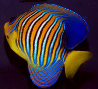 Pygoplites diacanthus - Pfauenkaiser, Rotes Meer Pygoplites diacanthus - Pfauenkaiser, Rotes Meer