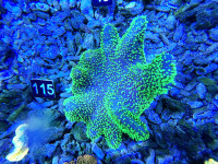 Sarcophyton spec. - Lederkoralle neongrün (115) Sarcophyton spec. - Lederkoralle neongrün (115)