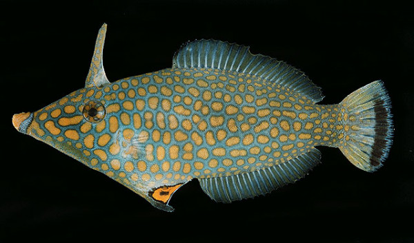 Oxymonacanthus halli - Rotmeer- Orangefleckfeilenfisch