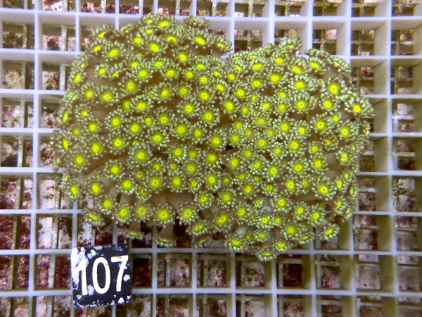 Goniopora spec. neon (107)