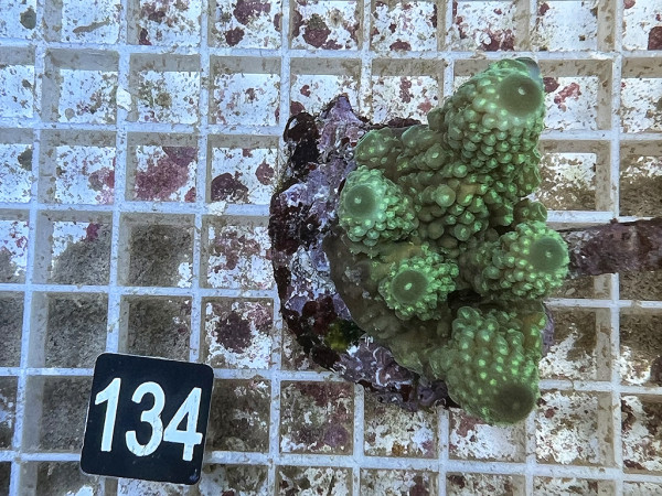 Acropora spec. (134)