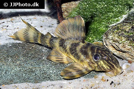 Panaqolus tankei - L398, 6-8cm WF