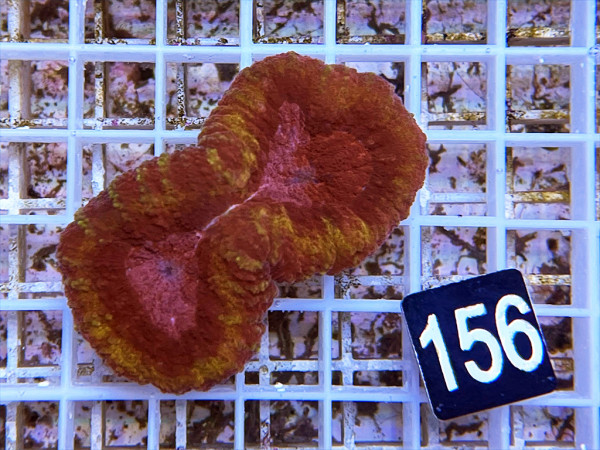 Lobophyllia spec. - Hirnkoralle ultra (156)