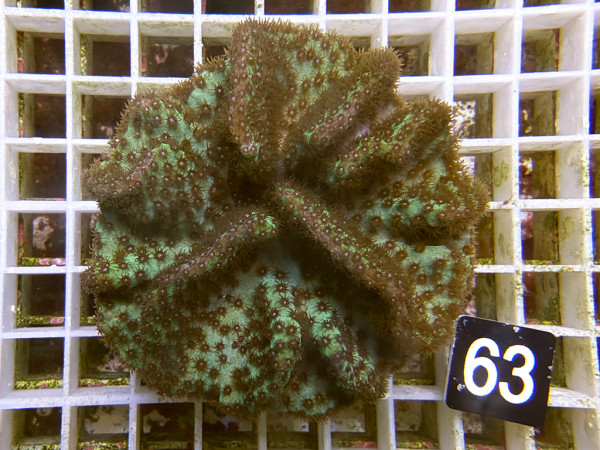 Turbinaria sp. - Kelchkoralle (63)