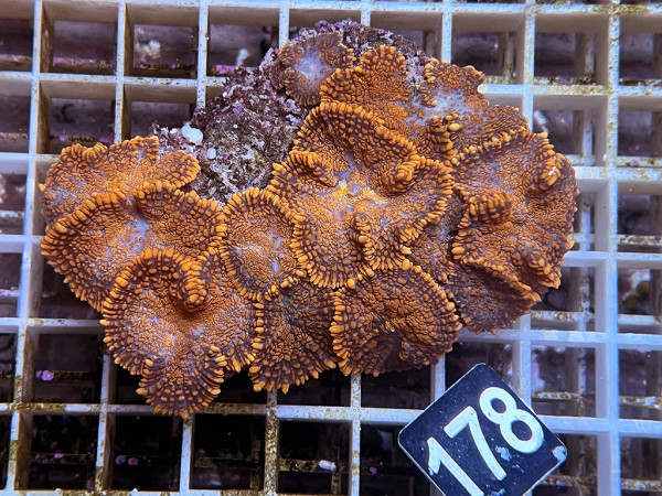 Rhodactis cf. inchoata - Fussel-Scheibenanemonen, orange