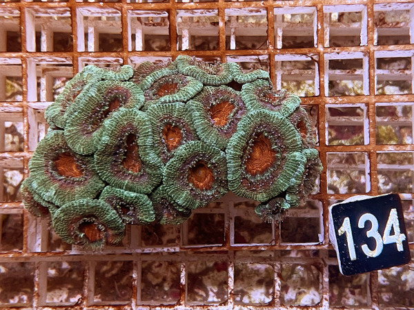 Acanthastrea spec. ultra (134)