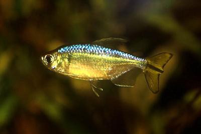 Alestopetersius caudalis - Gelber Kongosalmler