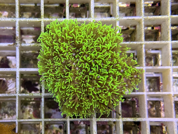 Briareum spec. - flachwachsende Briareum grün Ableger