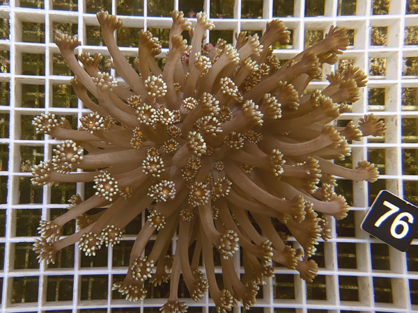 Goniopora spec. bicolor (76)