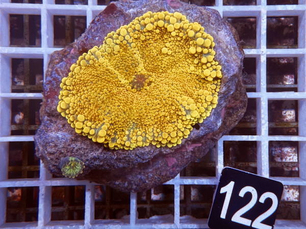 Ricordea yuma - Yuma Scheibenanemonen orange (63)