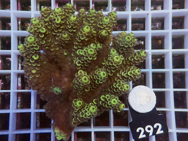 Acropora sp. ultra (292)