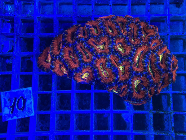 Acanthastrea spec. rainbow (70)