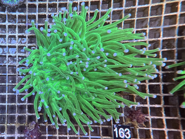 Heliofungia actiniformis - Anemonen-Pilzkoralle (163)