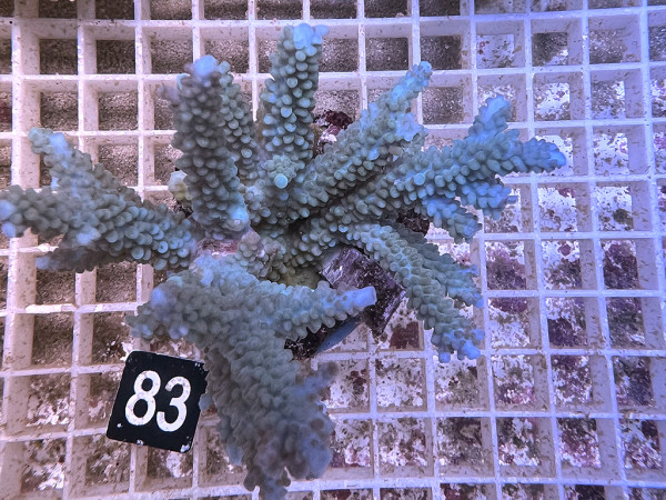 Acropora spec. (83)