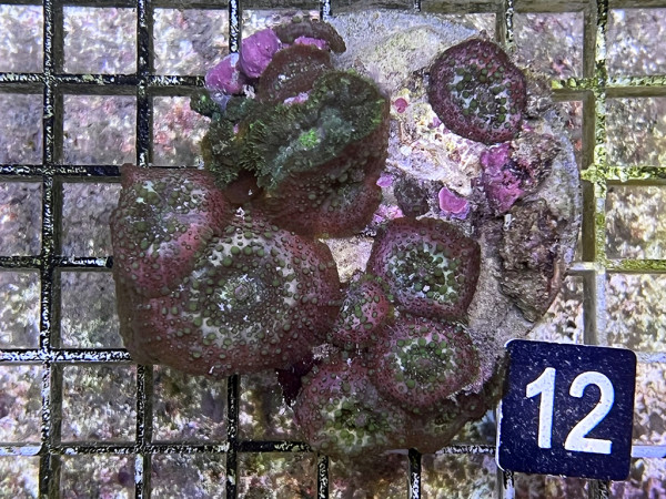 Discosoma spec. (12)
