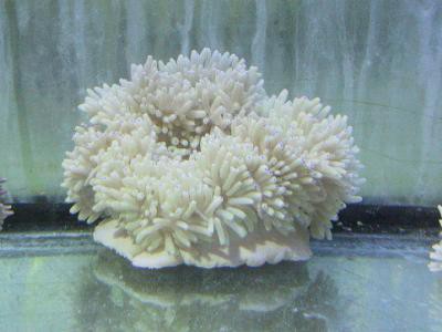 Heteractis crispa - Lederanemone