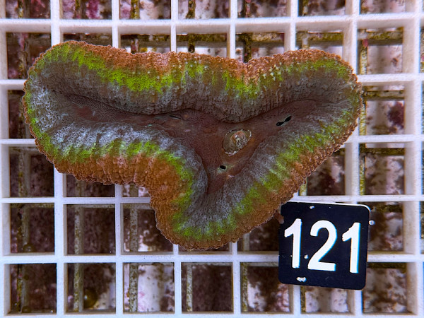 Lobophyllia spec. - Hirnkoralle ultra (121)