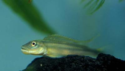 Steatocranus tinanti - Löwenkopfcichlide
