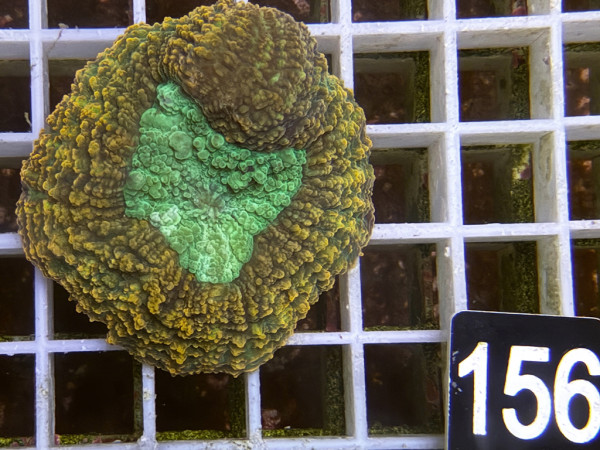 Lobophyllia spec. - Hirnkoralle ultra (156)