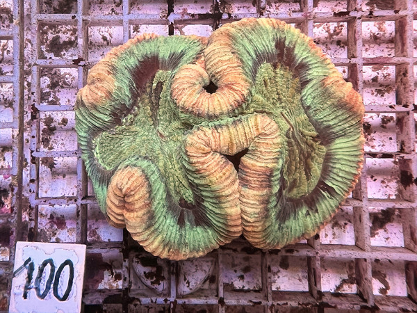 Trachyphyllia geoffroyi multicolor (100)